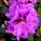 Rododendron wielkokwiatowy Alfred fioletowy Ro5