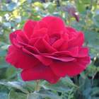 Róża wielkokw ciemnoczerwona aksamitna Mr Lincoln rozx4  