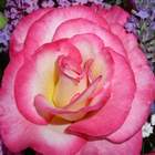 Róża wielkokw różowo-biała Dessa rozx6