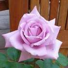 Róża wielkokw fioletowa Violette Perfume rozx10