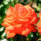 Róża wielkokw pomarańczowa Sika rozx11