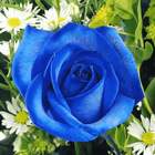 Róża wielkokw niebieska Blue Sky rozx12