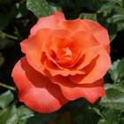Róża wielkokw pomarańczowa Doris rozx13
