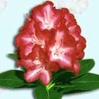 Rododendron wielkokwiatowy Ann Lindsay czerwono-biały Ro6