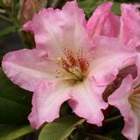 Rododendron wielkokwiatowy Bangkok różowy z białym środkiem Ro10
