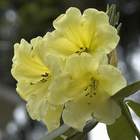 Rododendron wielkokwiatowy Belkanto żółto-łososiowy Ro11