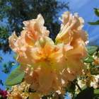 Rododendron wielkokwiatowy Bernstein łososiowy Ro12