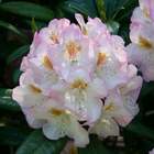 Rododendron wielkokwiatowy Brigitte różowo-biały Ro15