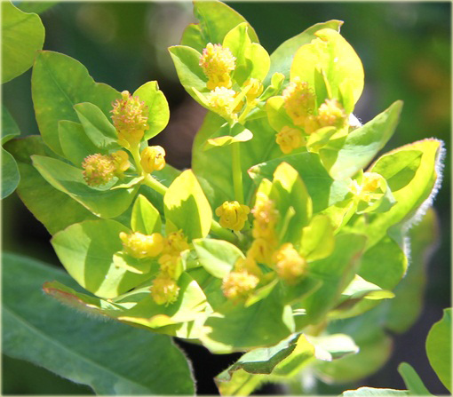 Wilczomlecz złocisty Euphorbia epithymoides