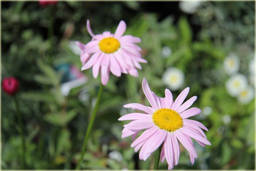 Wrotycz Złocień jasnoróżowy Chrysanthemum coccineum
