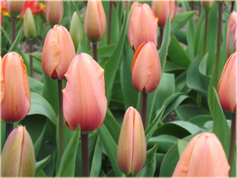 Tulipan Apricot Impression łososiowy Tulipa Apricot Impression