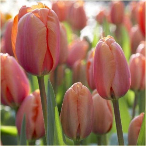 Tulipan Apricot Impression łososiowy Tulipa Apricot Impression