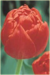Tulipan Carlton czerwony Tulipa Carlton