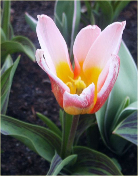 Tulipan Hearts Delight czerwono biały Tulipa Kaufmanna