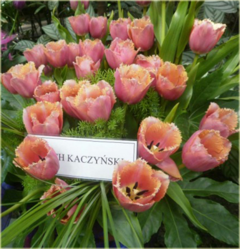 Tulipan Lech Kaczyński różowy Tulipa Triumph