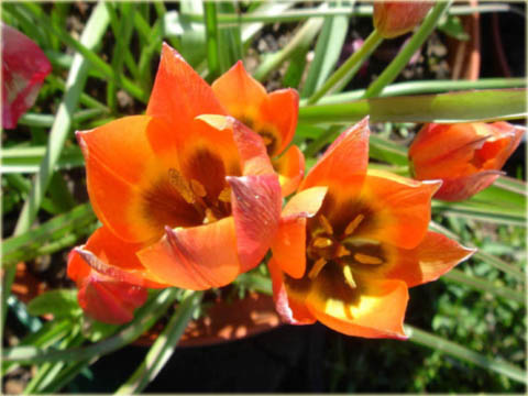 Tulipan Little Princess pomarańczowy z czarnym środkiem Tulipa humilis