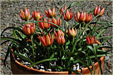 Tulipan Little Princess pomarańczowy z czarnym środkiem Tulipa humilis