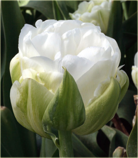 Tulipan Maureen Double biały Tulipa Maureen Double
