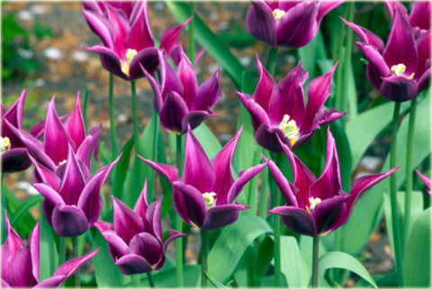 Tulipan Maytime fioletowy Tulipa Liliaceae Maytime 