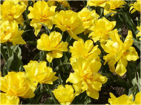 Tulipan Monte Carlo żółty Tulipa Monte Carlo