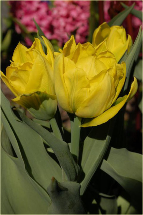 Tulipan Monte Carlo żółty Tulipa Monte Carlo