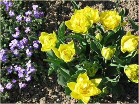 Tulipan Mr. Van Der Hoef żółty Tulipa Murillo