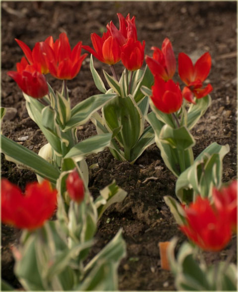 Tulipan Praestans Unicum czerwony Tulipa Praestans