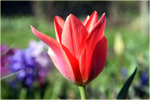 Tulipan Princeps czerwony Tulipa Fosteriana