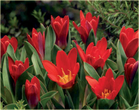 Tulipan Princeps czerwony Tulipa Fosteriana