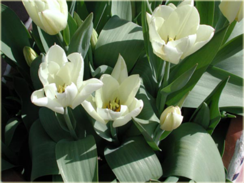 Tulipan Purissima żółto biały Tulipa Fosteriana