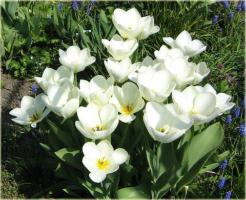 Tulipan Purissima żółto biały Tulipa Fosteriana