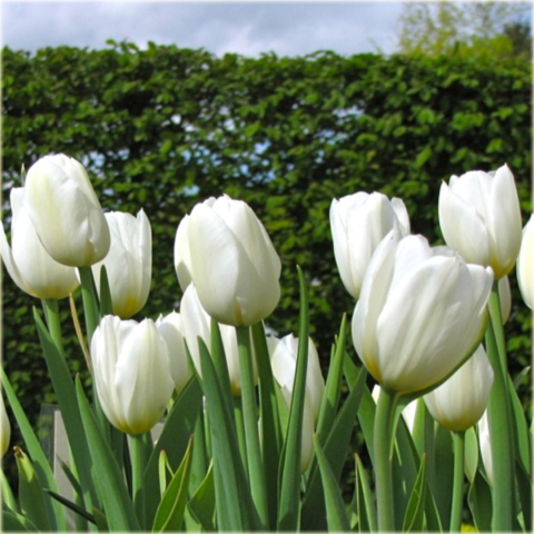 Tulipan Purissima żółto biały Tulipa Fosteriana