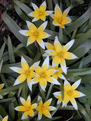 Tulipan tarda, Tulipa tarda