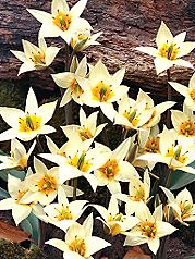 Tulipan turkiestański Tulipa turkestanica regel