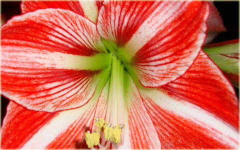 Amarylis zwartnica drobnokwiatowy Fairytale czerwono-biały Hippeastrum Fairytale 