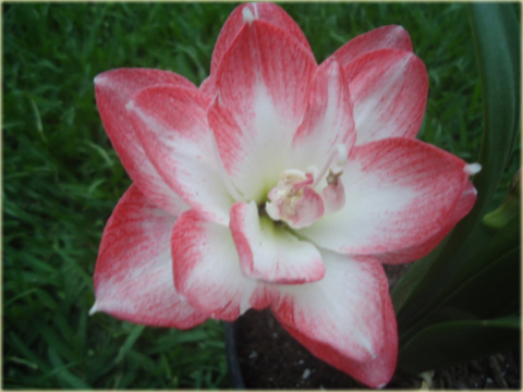 Amarylis zwartnica pojedynczy Pink Blossom różowo-biały Hippeastrum Pink Blossom