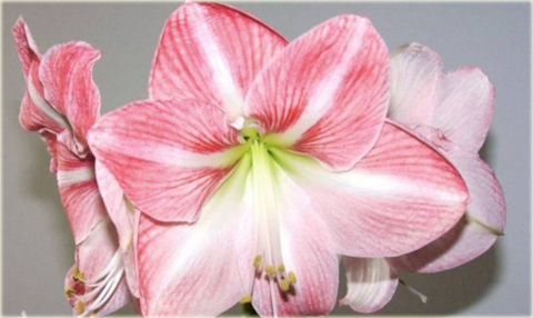 Amarylis zwartnica pojedynczy Pink Blossom różowo-biały Hippeastrum Pink Blossom