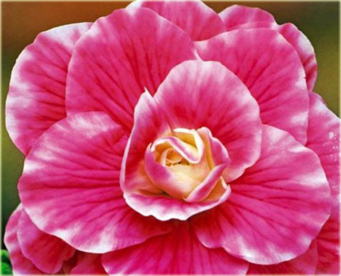 Begonia dwukolorowa Bicolor Camellia różowo-biała Bicolor Camellia	