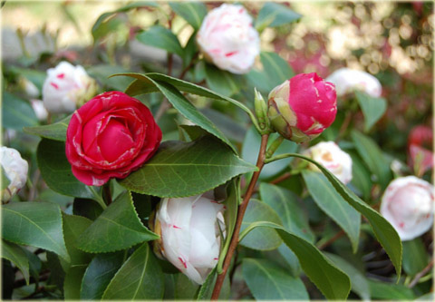 Begonia dwukolorowa Bicolor Camellia różowo-biała Bicolor Camellia