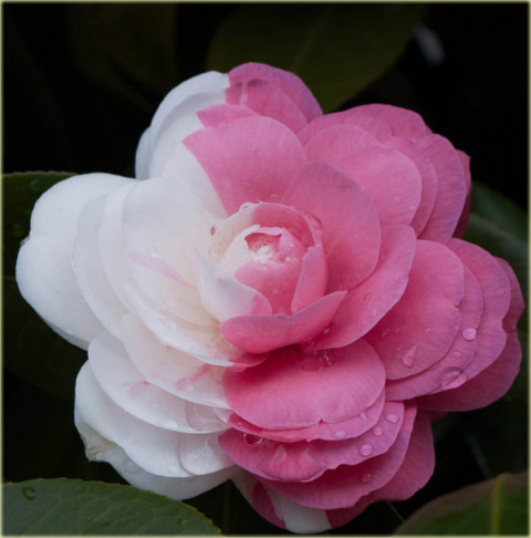 Begonia dwukolorowa Bicolor Camellia różowo-biała Bicolor Camellia