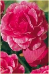 Begonia dwukolorowa Bicolor Camellia różowo-biała Bicolor Camellia	
