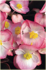 Begonia Multiflora Maxima różowa Multiflora Maxima