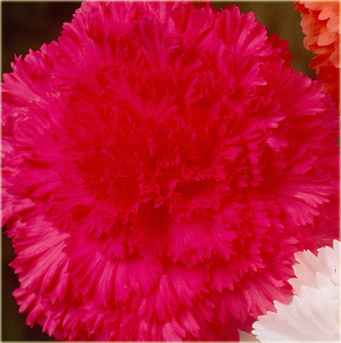 Begonia strzępiasta różowa Fimbriata