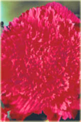 Begonia strzępiasta różowa Fimbriata