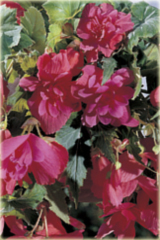 Begonia zwisająca różowa Pendula
