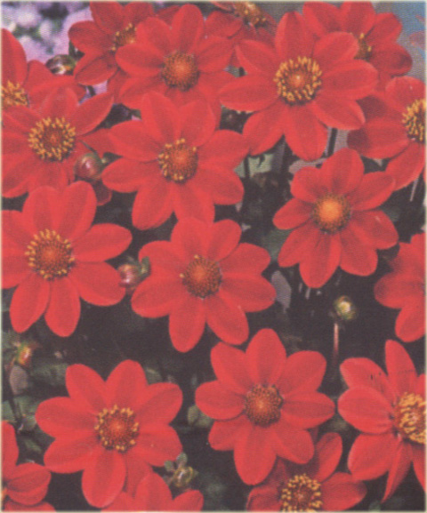 Dalia karłowa Top Mix Red Dahlia variabilis liliput