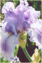 Irys japoński Timescape Iris ensata