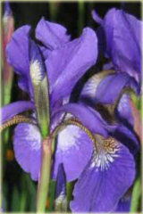 Irys syberyjski niebieski Iris sibirica