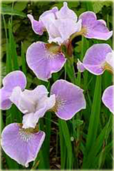Irys syberyjski różowy Iris sibirica