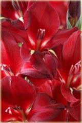 Mieczyk drobnokwiatowy Claudia Gladiolus felicis